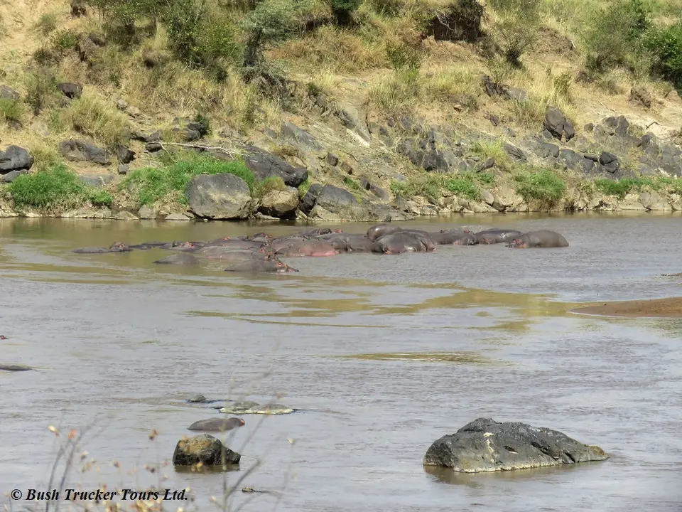 Hippos1-2.jpg