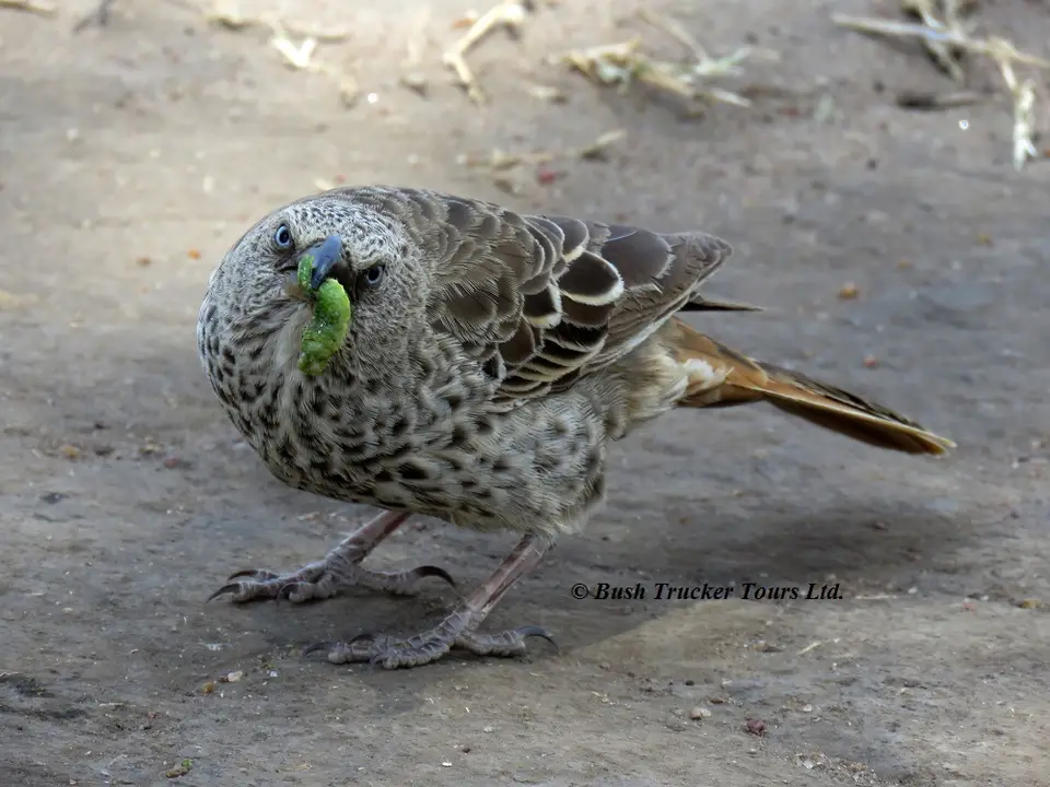 Rufous-tailedWeaver.jpg