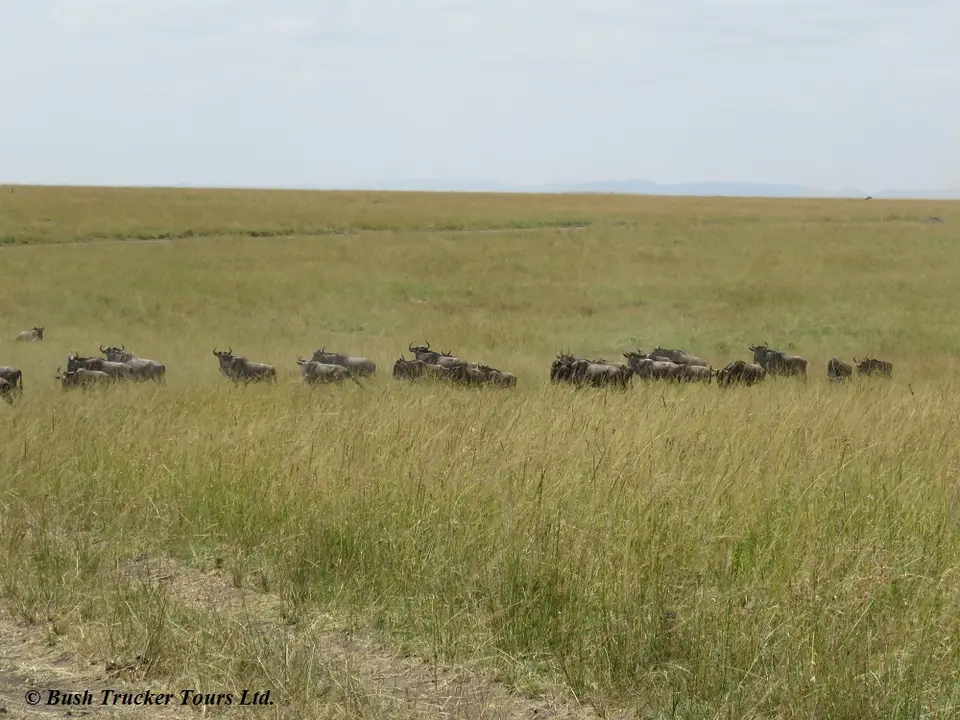 Gnus2.jpg