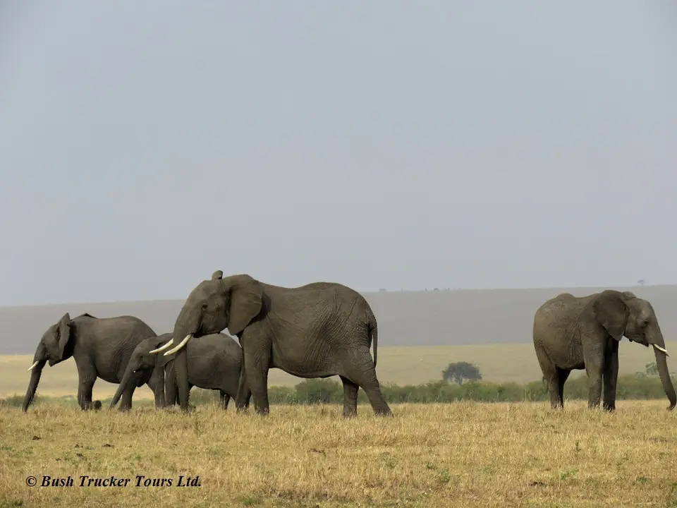 Elefanten3-2.jpg