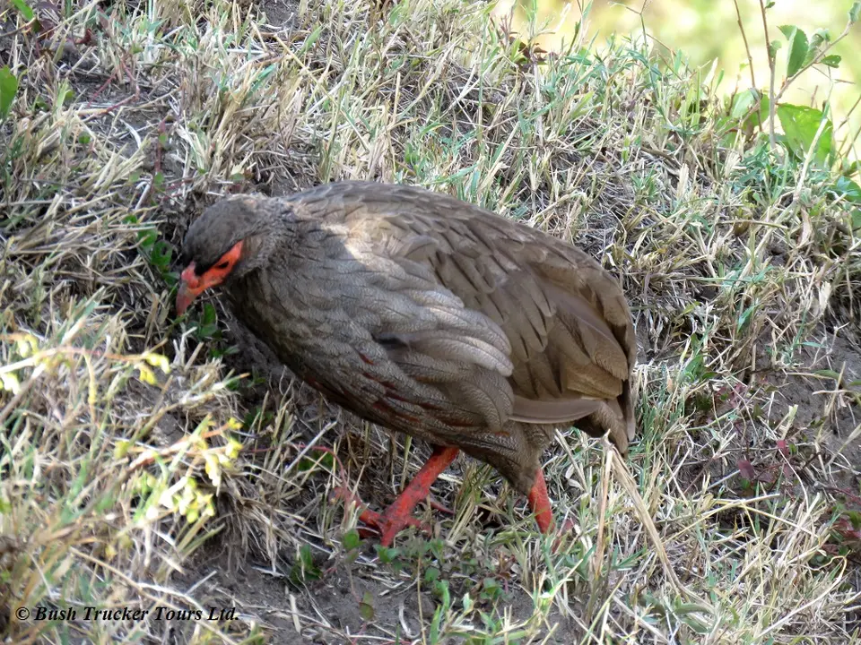 Red-neckedSpurfowl.jpg