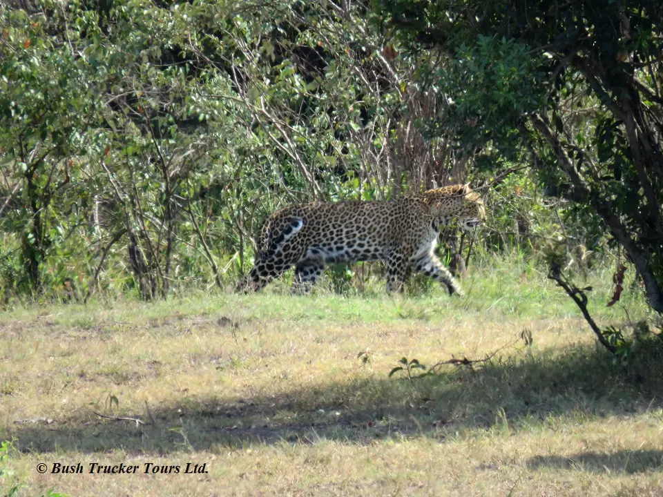 Leopard4.jpg