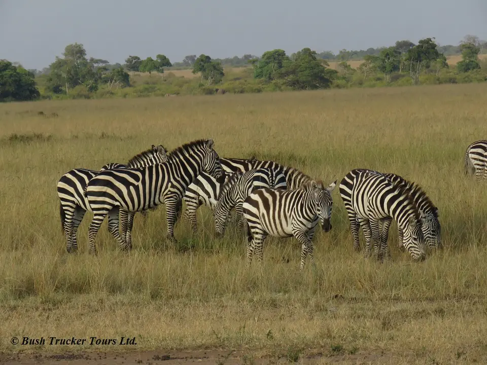 ZebrasTriangle.jpg