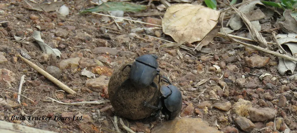 DungBeetle.jpg