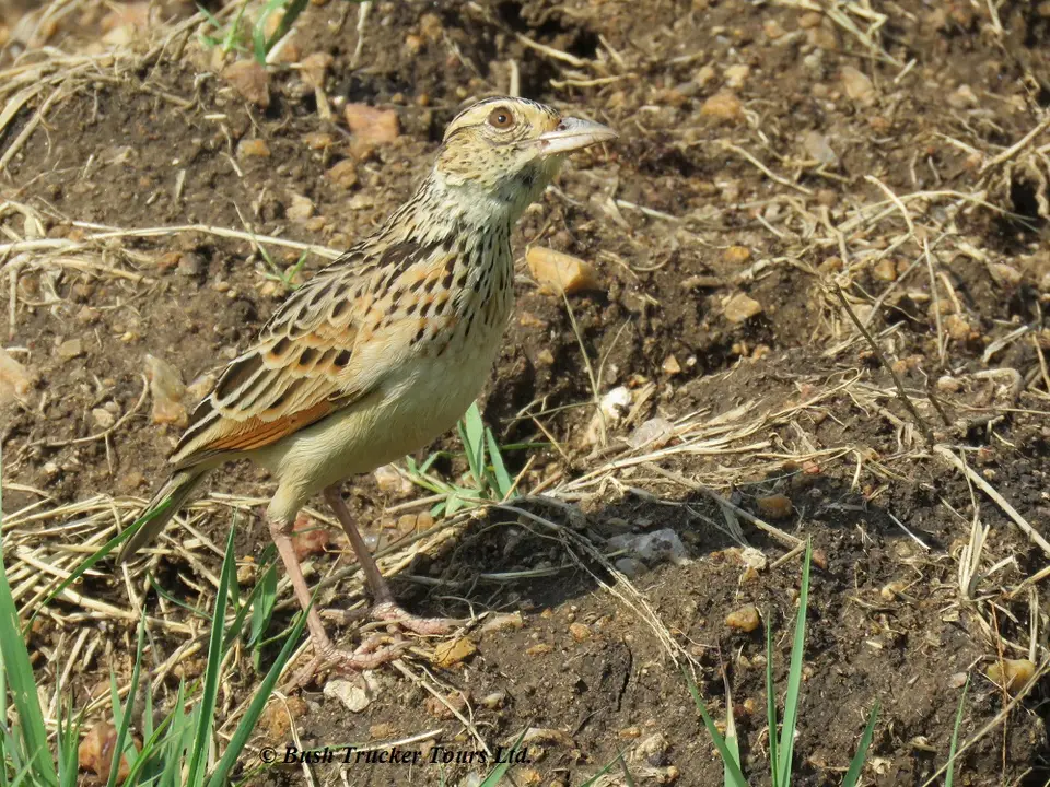 Rufous-napedLark.jpg
