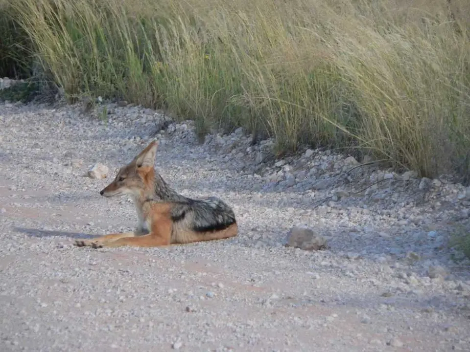 Schakal.jpg