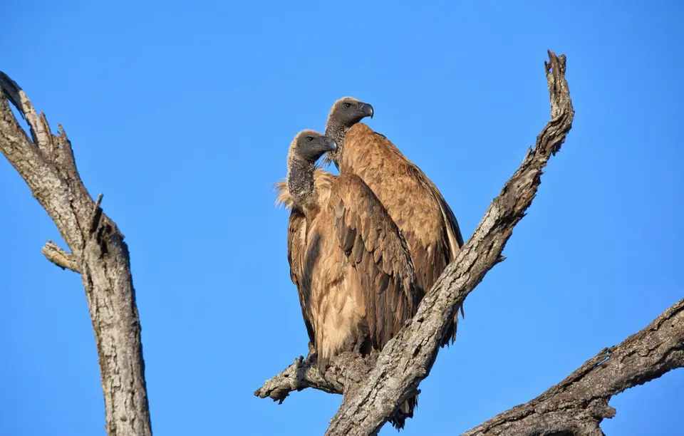 Namibia_Etosha_531.jpg