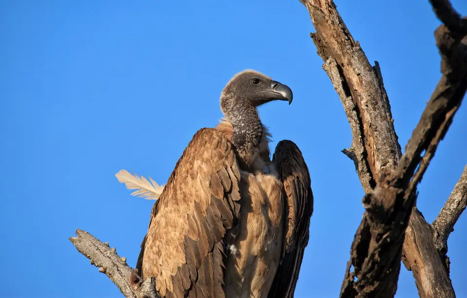 Namibia_Etosha_533.jpg