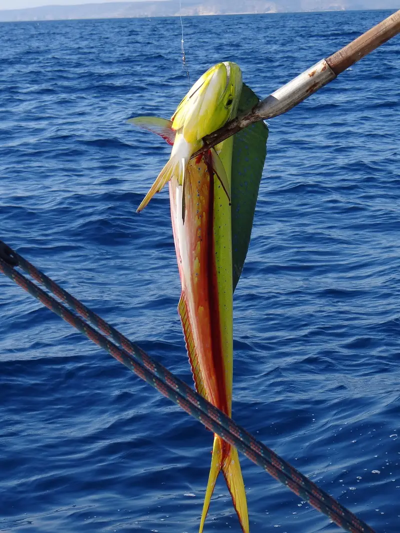 DSC00755.JPG