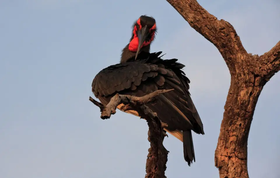 Botswana_Khwai_055.jpg