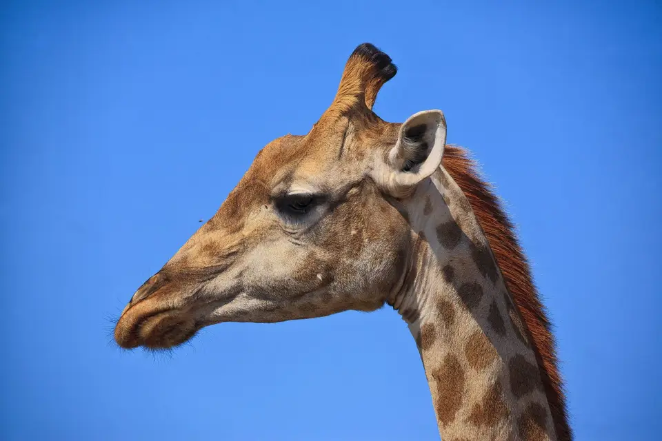 Botswana_Moremi_002.jpg