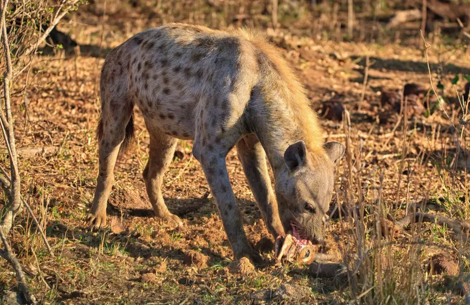 Botswana_Khwai_071.jpg