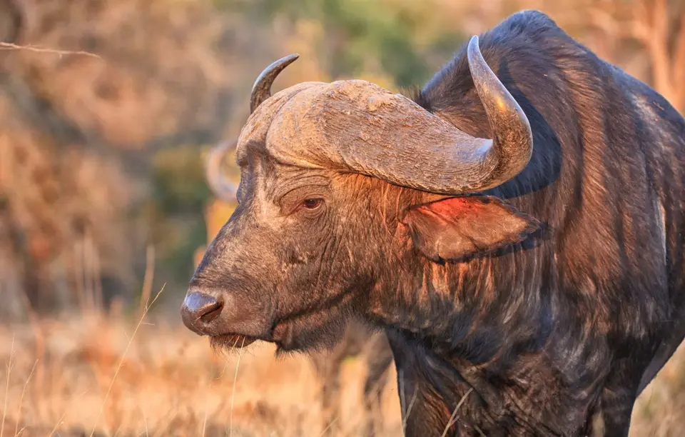 Botswana_Khwai_053.jpg