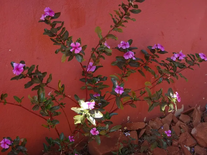 DSC04528.JPG