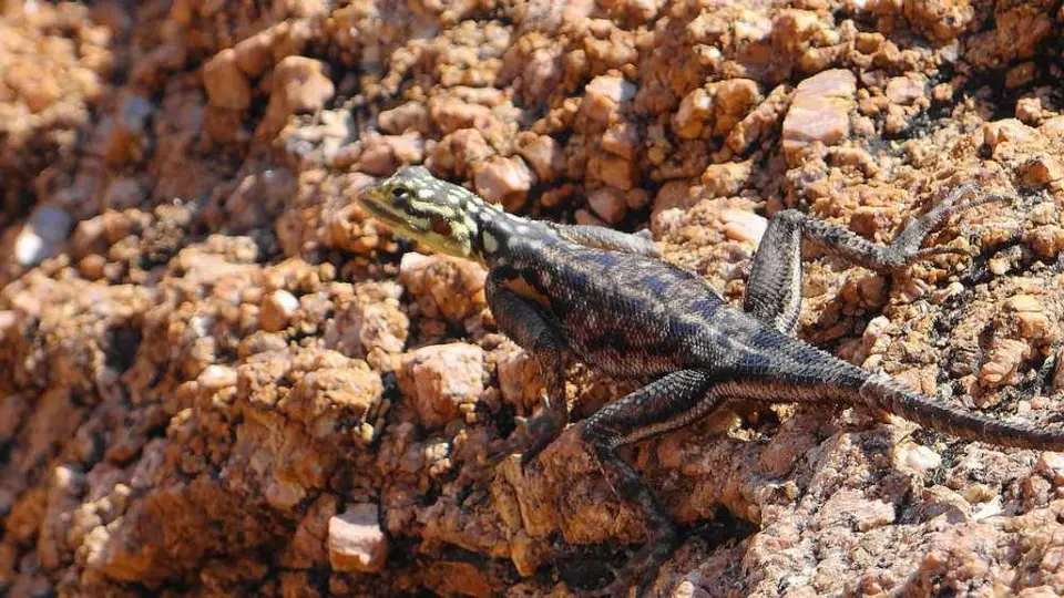 Lizard.jpg