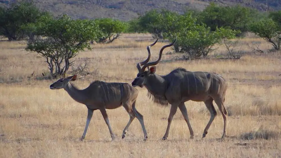 Kudus.JPG