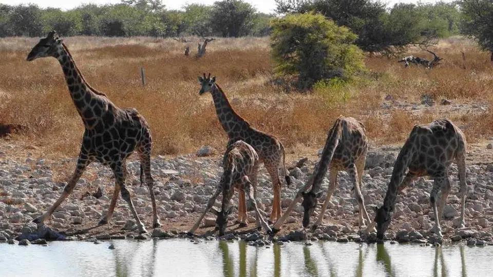 Giraffen.JPG