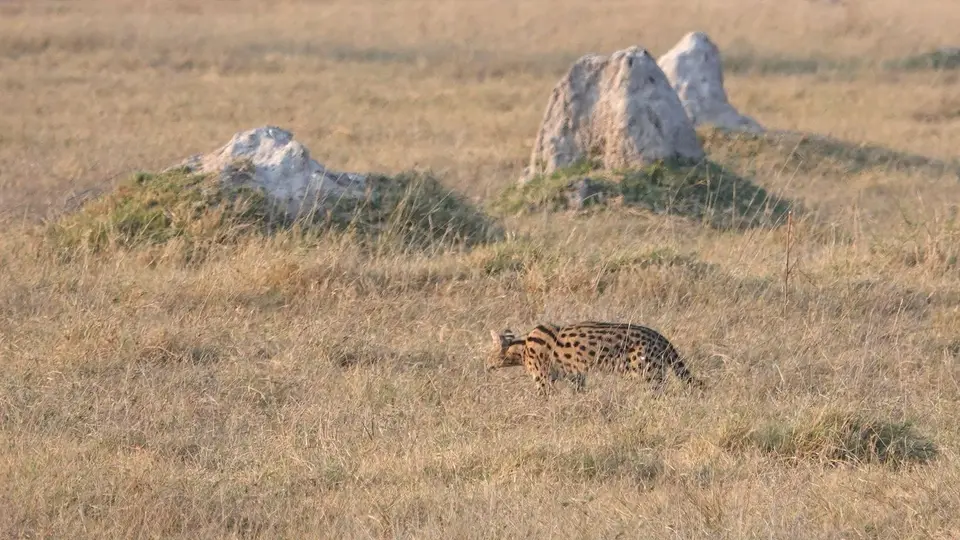 DSC03525.JPG