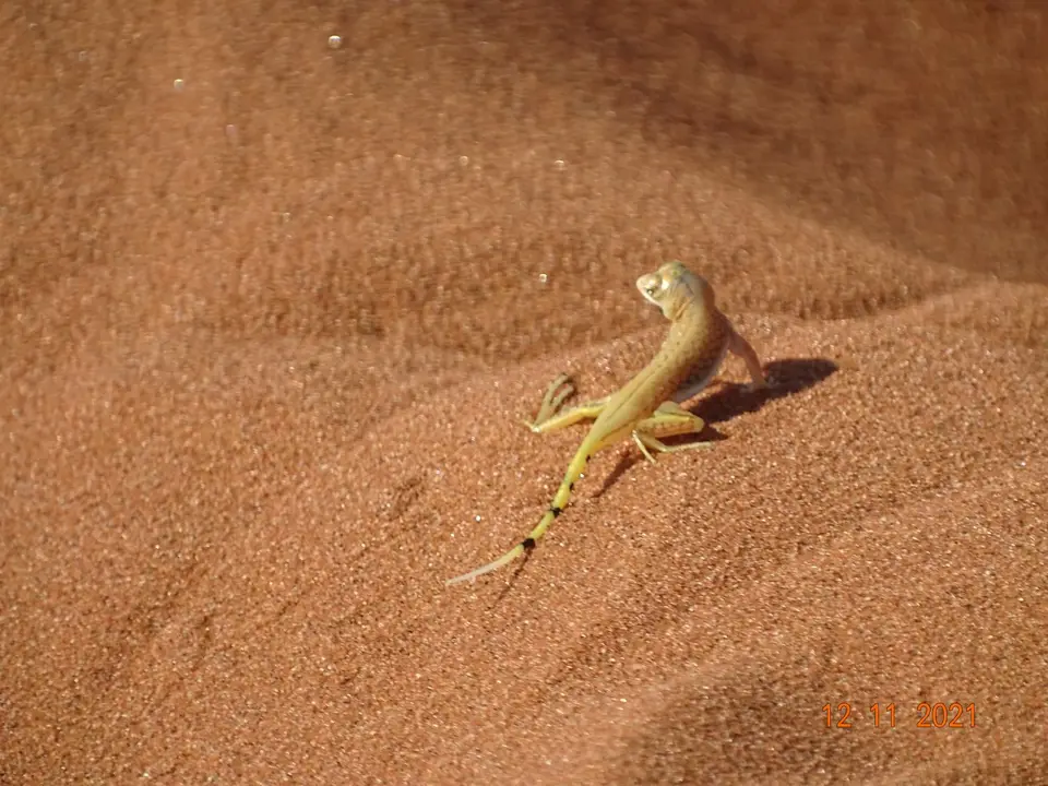 Namibia(17)-2-3.JPG
