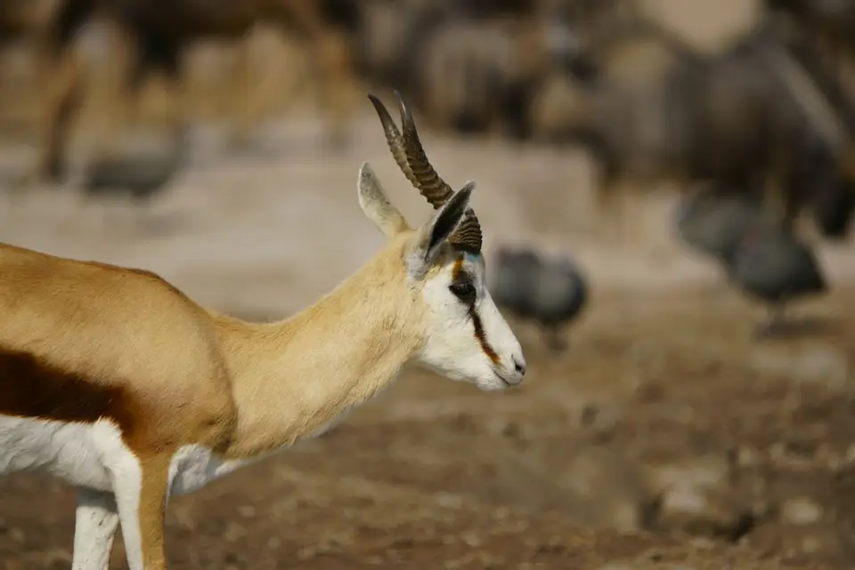 Springbock.JPG