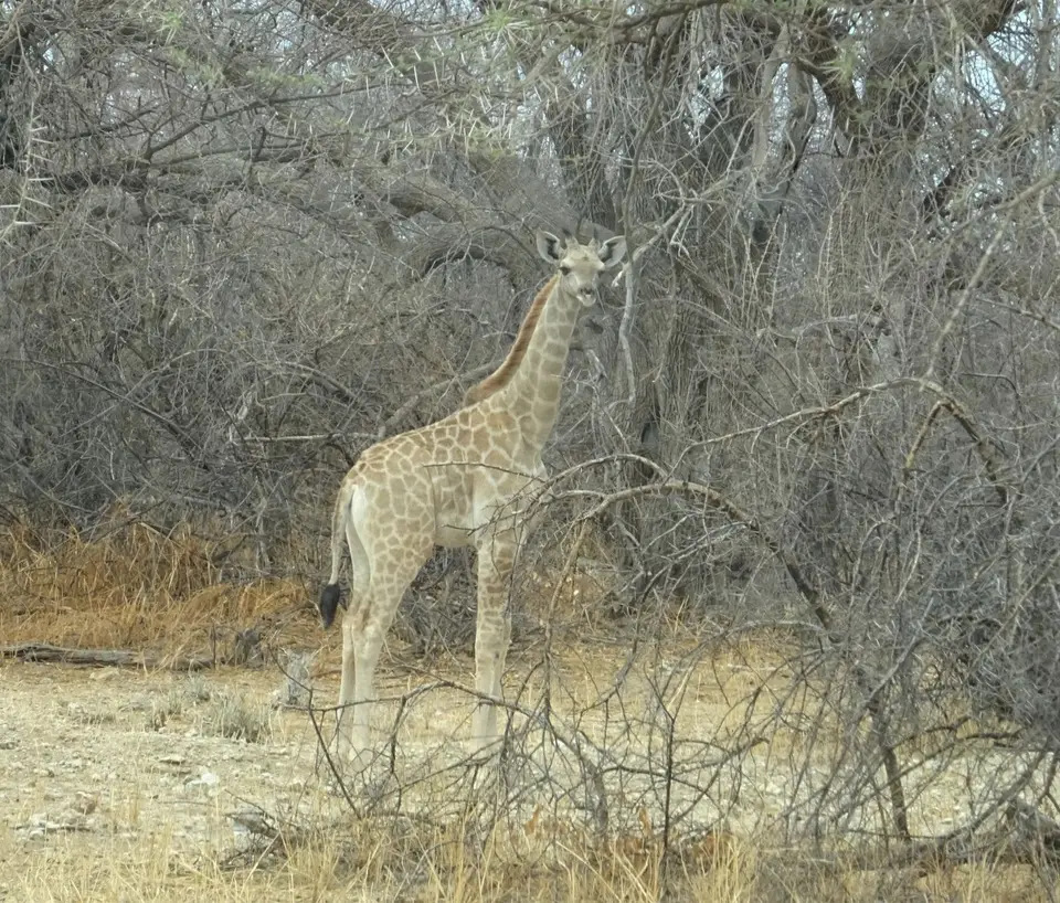 Namibia(22)-2-3-4-5.JPG
