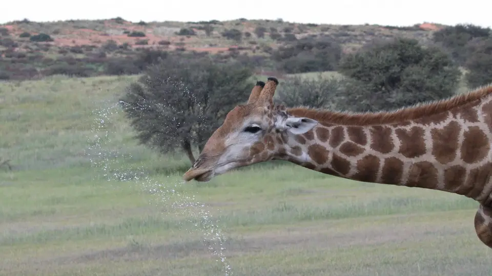 IMG_6387.jpg