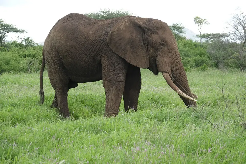134Elefant.JPG