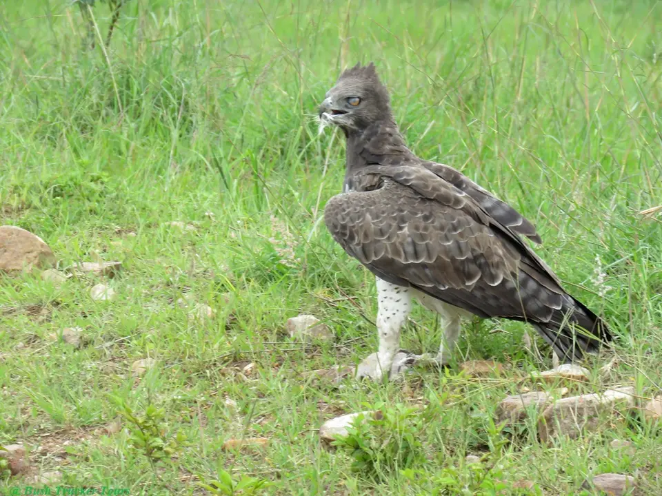 MartialEagle.jpg