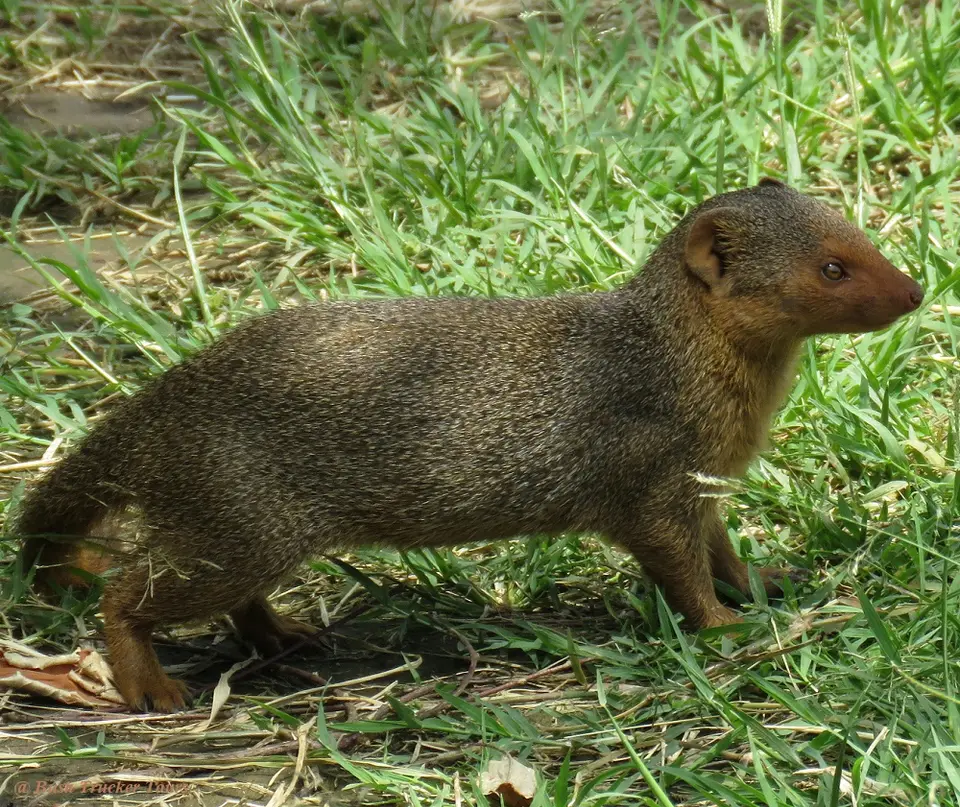 DwarfMongoose.jpg