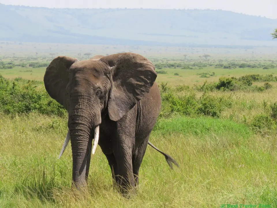 Elefant.jpg