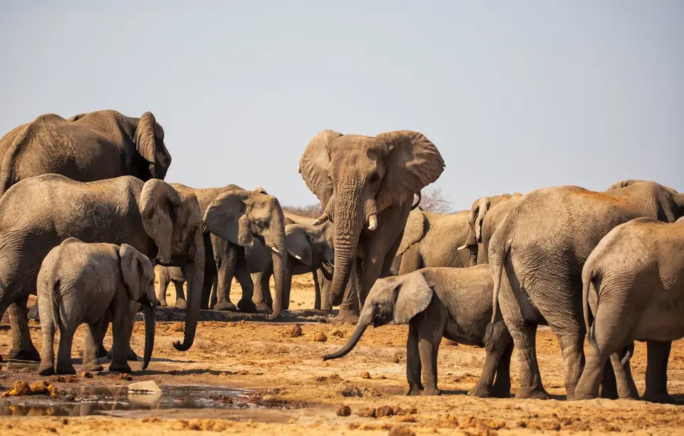 Namibia_Etosha_550.jpg