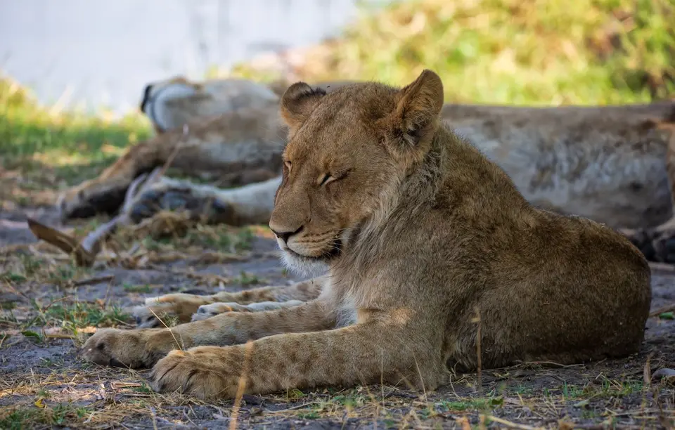 Botswana_Khwai_062.jpg