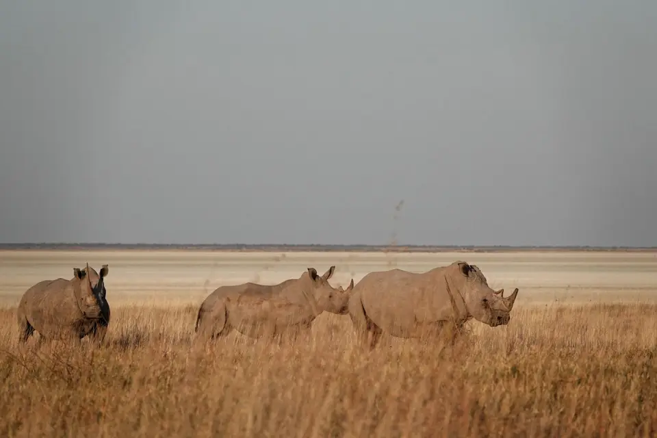 DSC04135_DxO.jpg