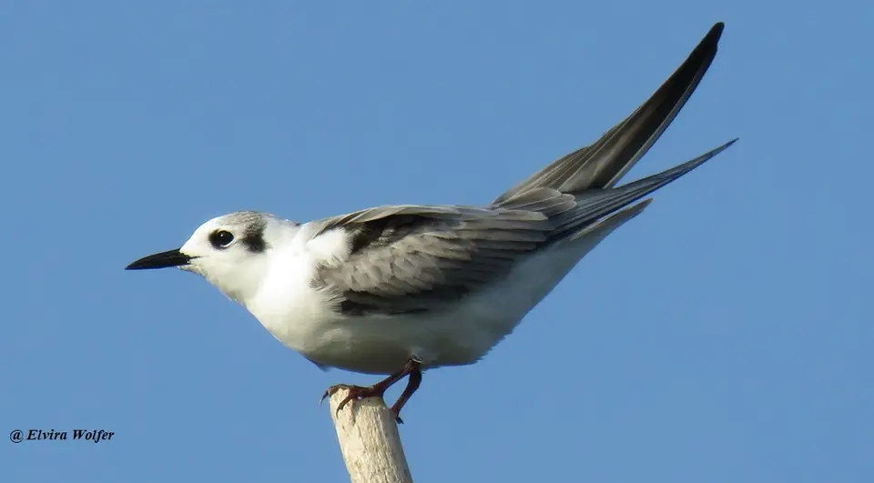 White-wingedblackTern.jpg