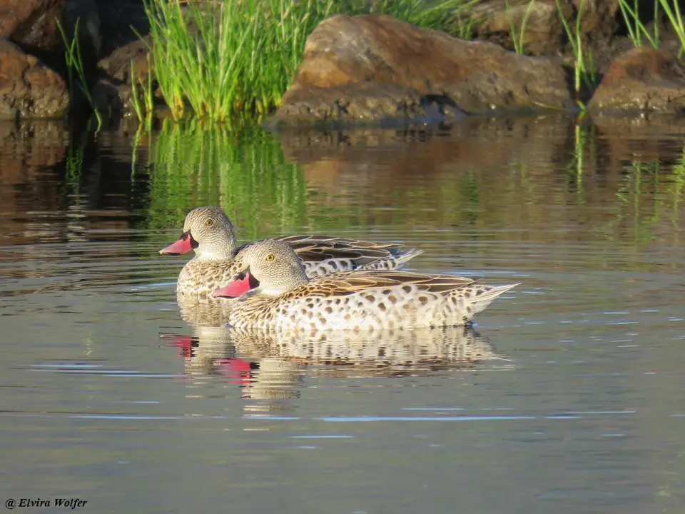 Capeteal.jpg