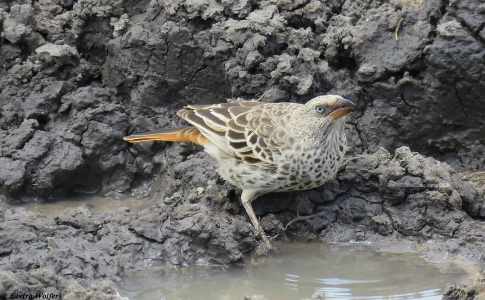 Rufous-tailedWeaver.jpg