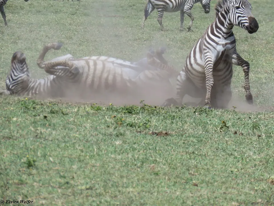 Zebra2.jpg