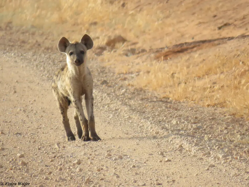 SpottedHyena2.jpg
