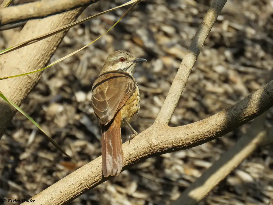 SpottedPalm-Thrush.jpg