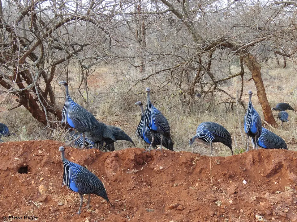 VulterineGuineafowls.jpg