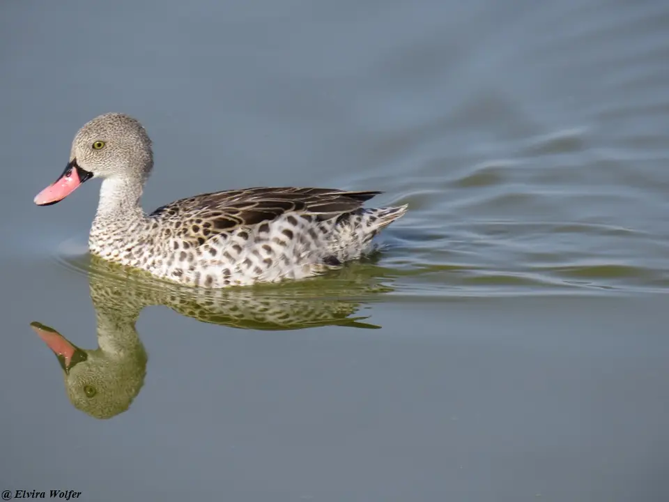 CapeTeal.jpg