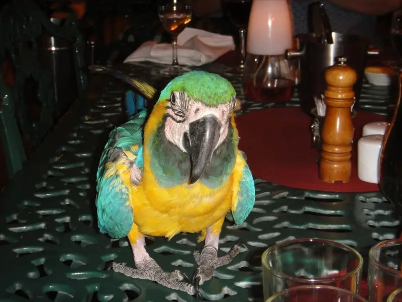 DSC03932.JPG