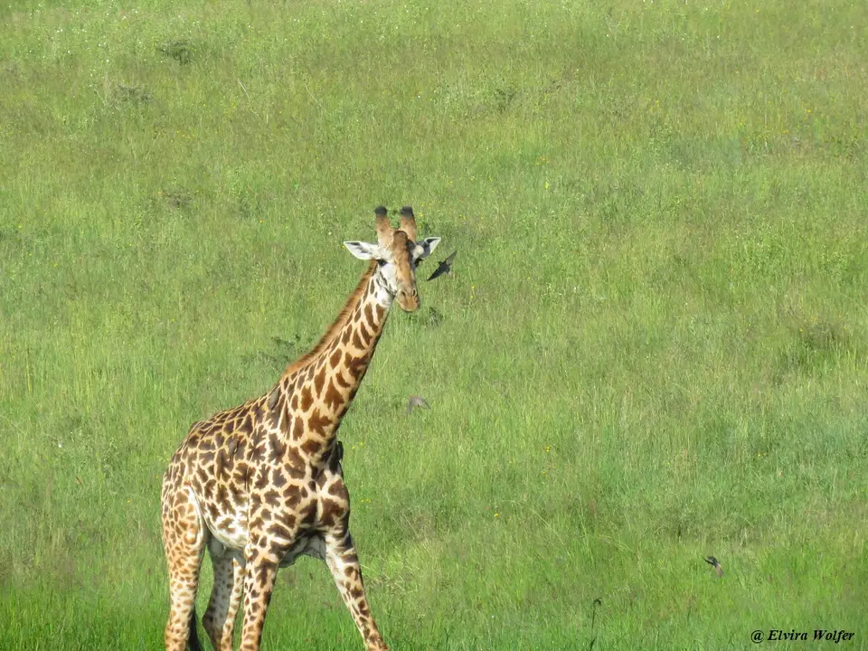 MaasaiGiraffe4.jpg