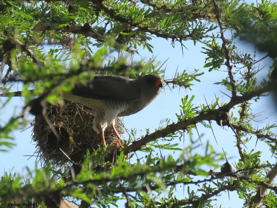 GabarGoshawk.jpg