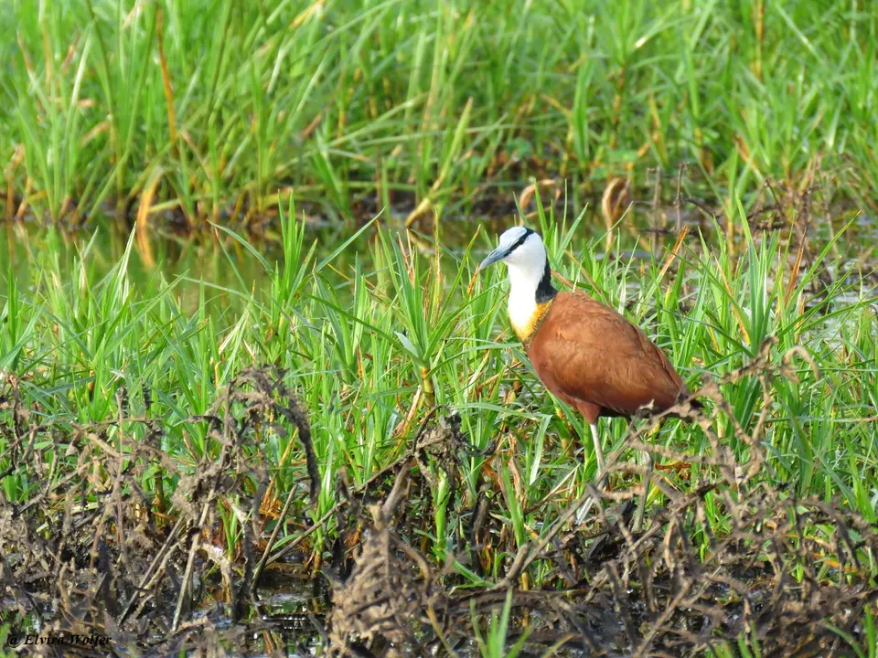 AfricanJacana.jpg