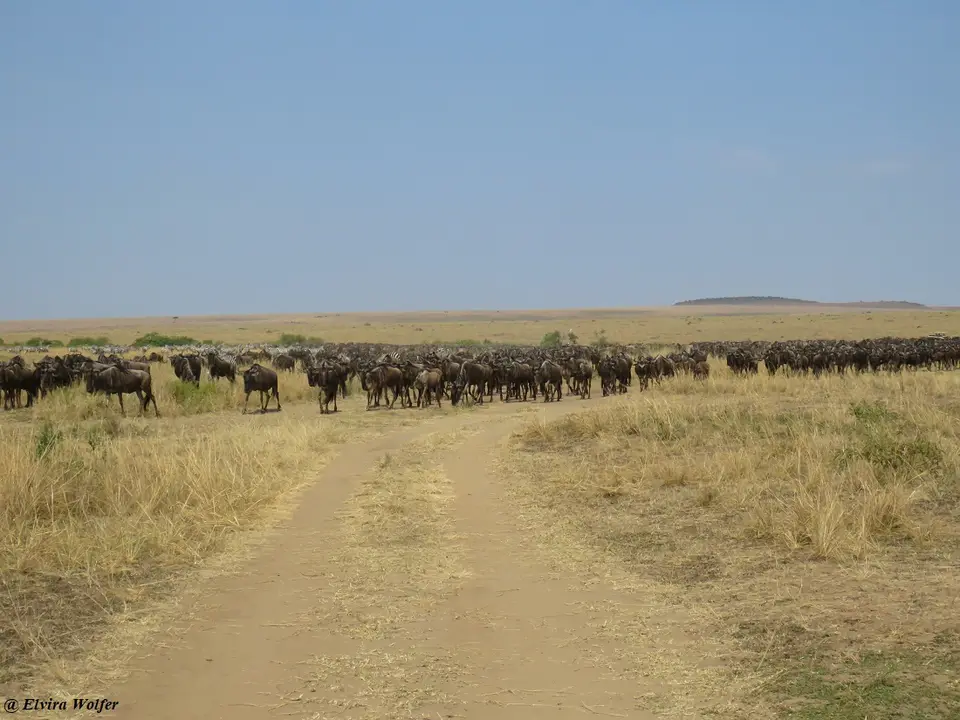GnusZebras3.jpg