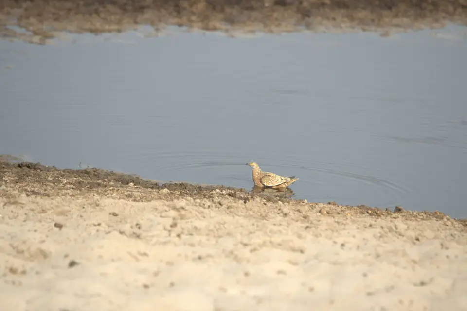 BurchellsSandgrouse.jpg