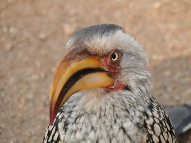 Sdafrika2012187.jpg