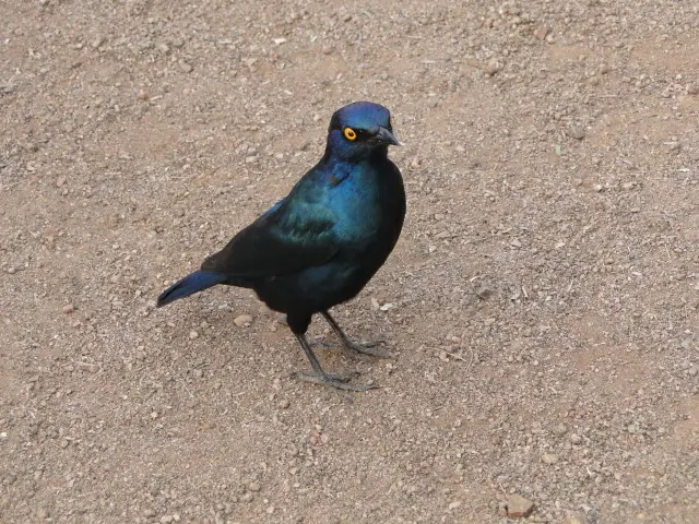Sdafrika2012189.jpg