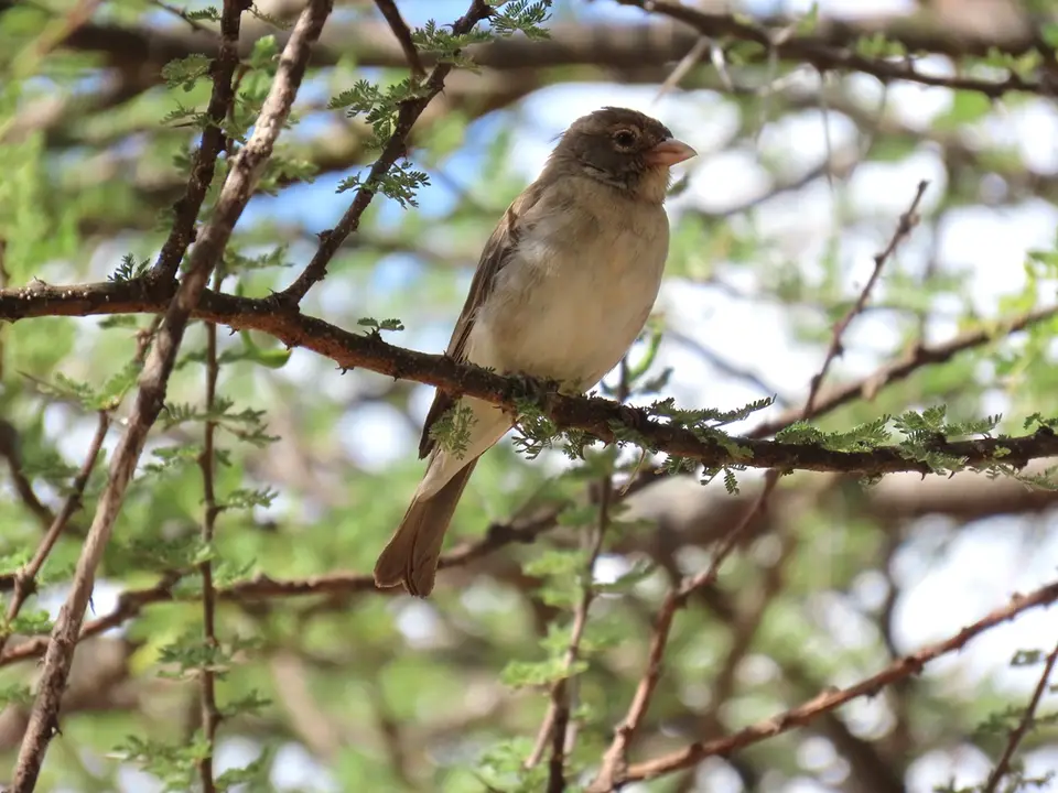 Yellow-spottedBush-Sparrow.jpg